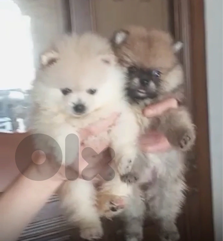 للبيع   pomeranian pure