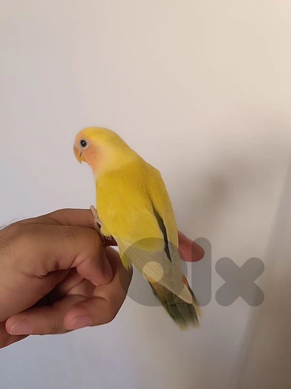افراخ روز لتزقيم