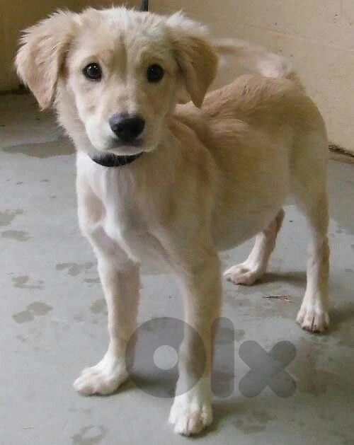Cute Golden Retriever 4 months old puppy available