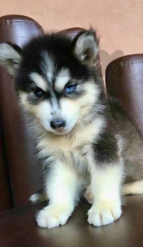 Black & White Husky high quality puppy in store! DELIVERY dog كلاب