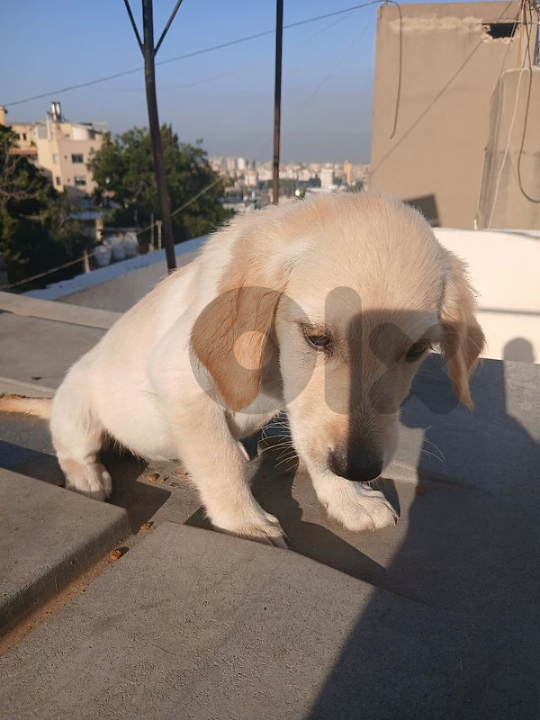 Pure Golden Retreiver