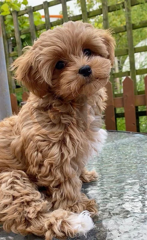 maltipoo puppies