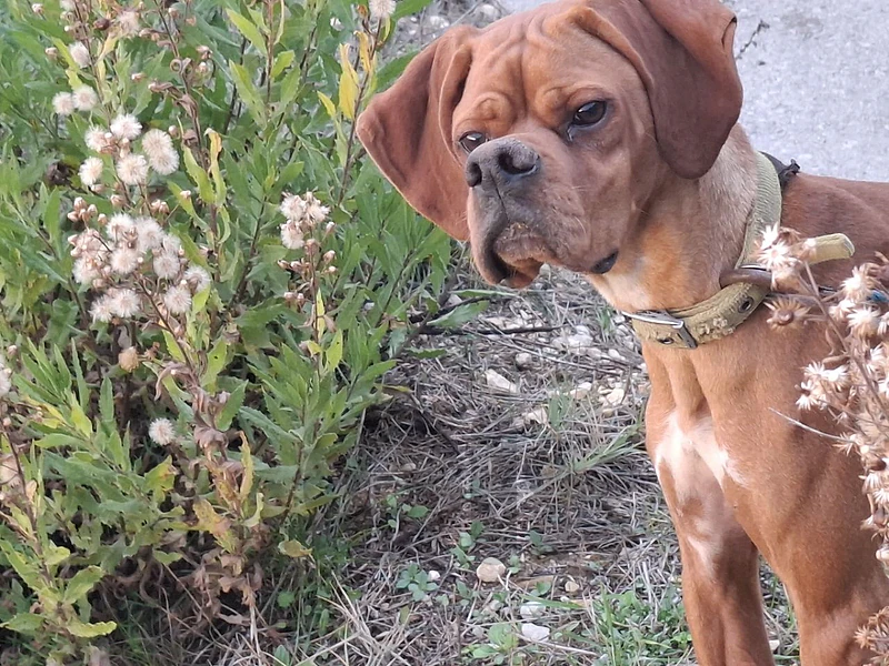 Pointer & Malinois & Epagneul