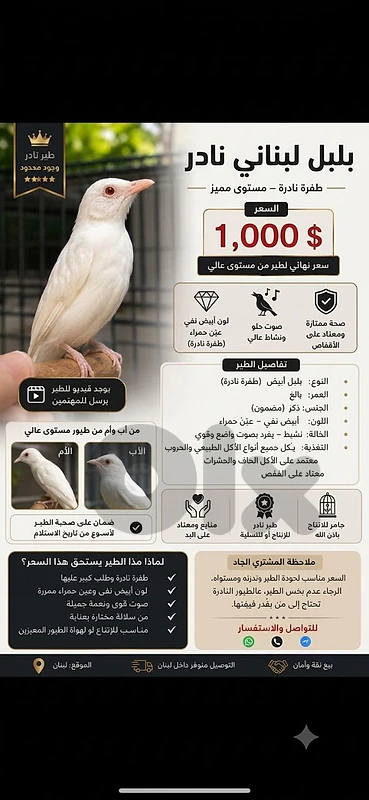 بلبل البينو