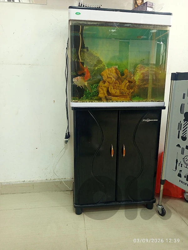 fish aquarium