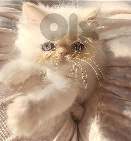kitten male picky face for sale