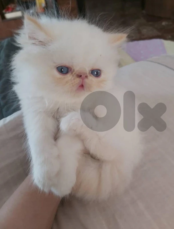 kitten male picky face for sale
