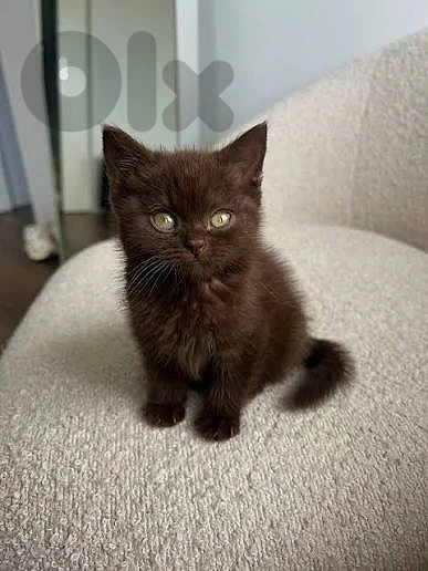 black British for sale