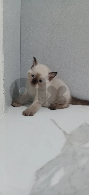 kittens for sale
