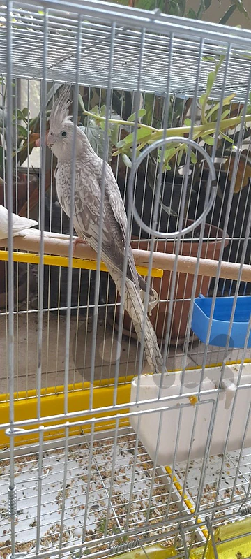 جوز البينو و وايت فيس حبة كبيرة
