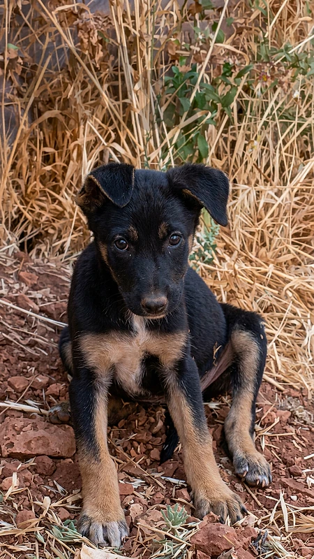 puppy German Shepherd Malinois