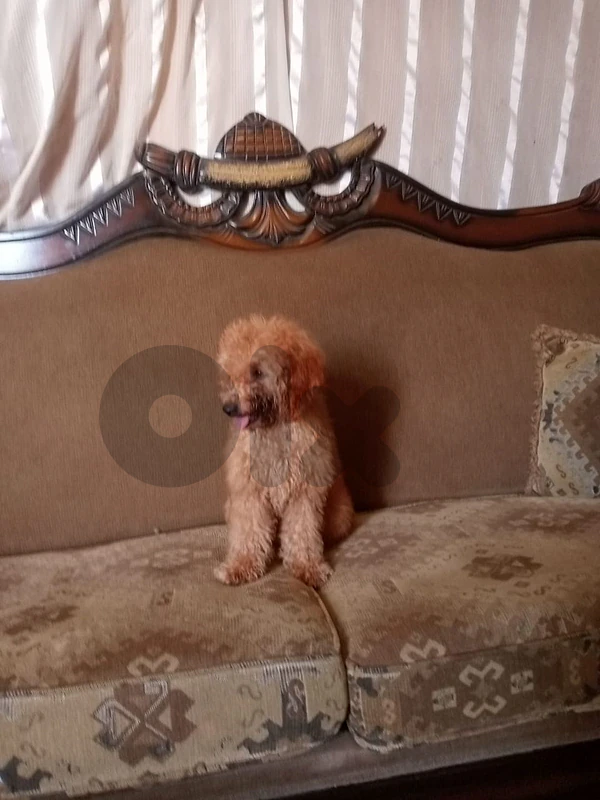 poodle