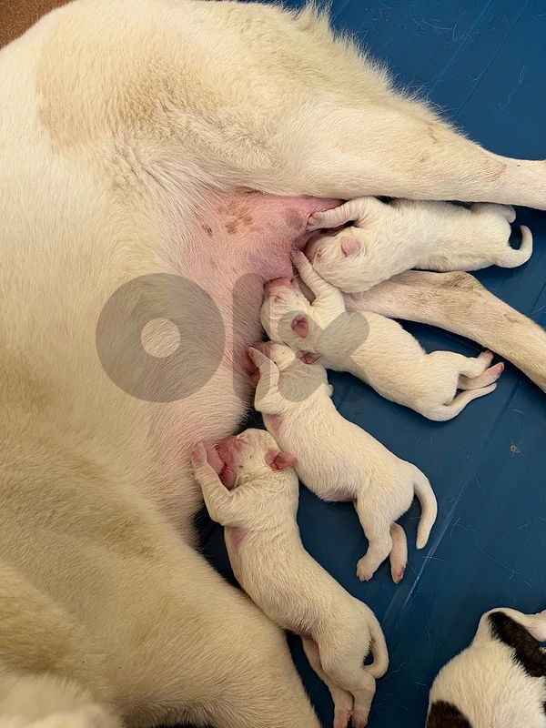 ALABAI / CENTRAL ASIAN SHEPHERD PUPPIES FOR SALE