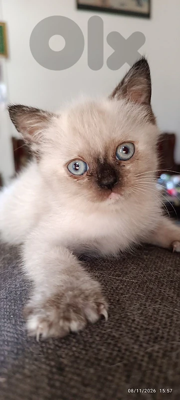 4 kittens
