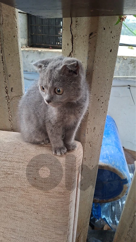 british mini cute cat british mini cute cat