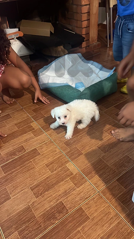 bichon maltese