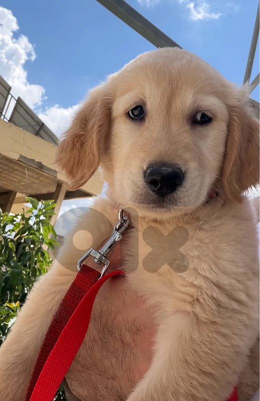 Golden Retriever