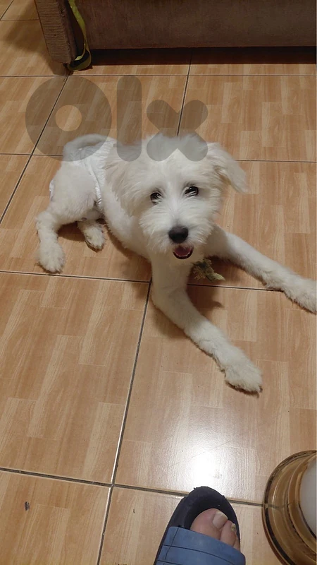 bichon maltese for sale