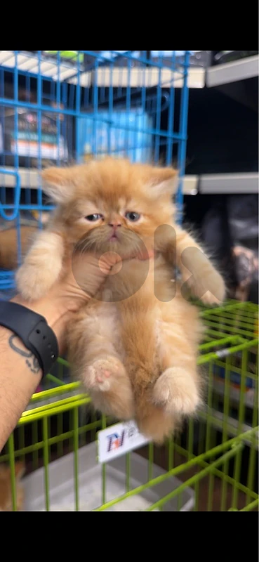 Persian peke face orange