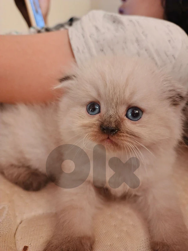 kittens for sale