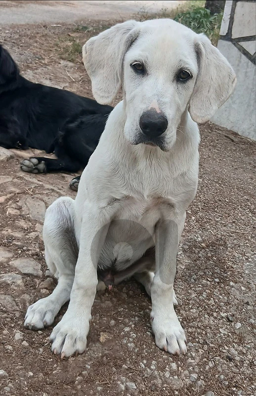 labrador for sale