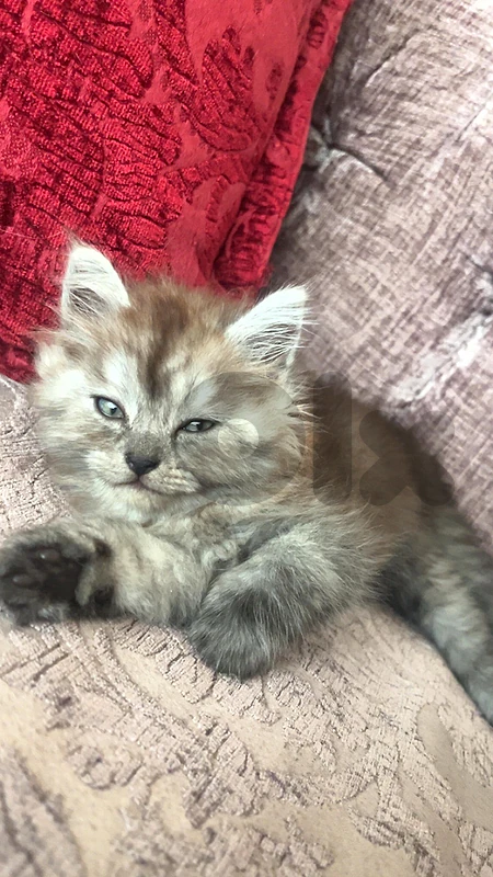Fluffy baby🐾