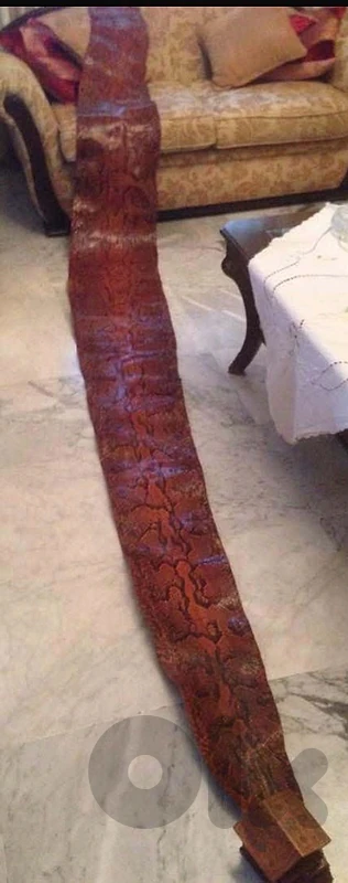 Snake skin/ جلد حية إفريقي