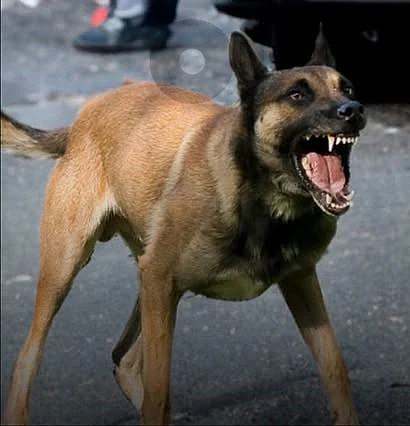 جراء German Malinois من أهالي سوبر شرس ومواصفات قوية للحراسة