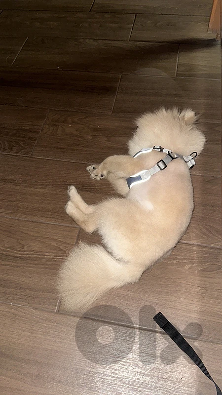 pomeranian