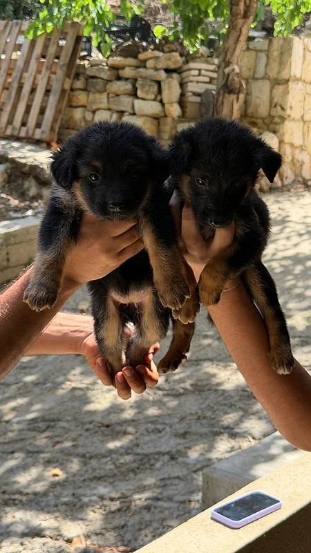 German shepherd