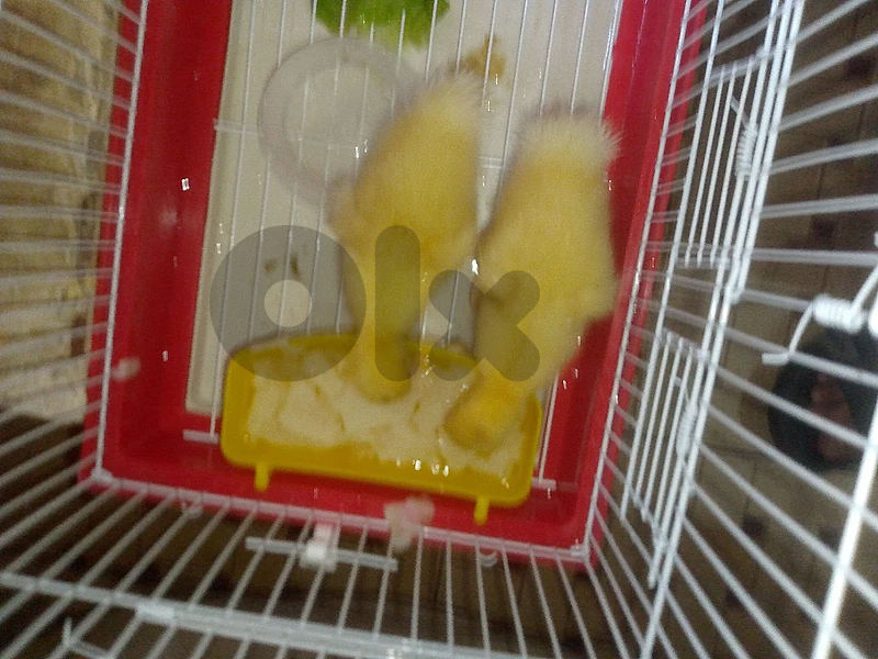 بطتين نظاف و صغار للبيع مع قفص ب 15$
