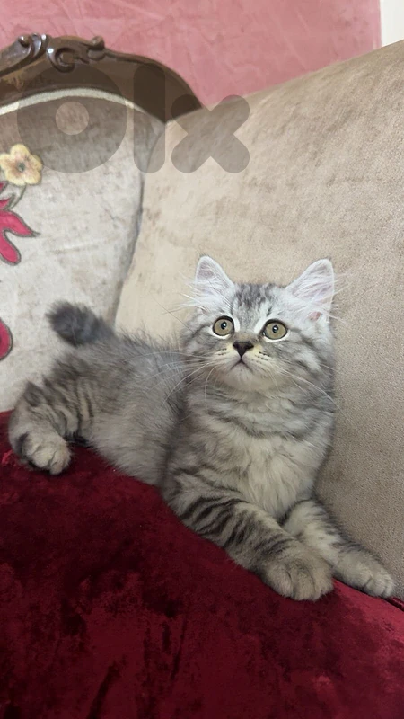 قط بريطاني قصير الشعر ذكر – عمر ٣ اشهر