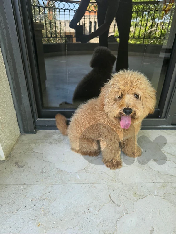 Maltipoo