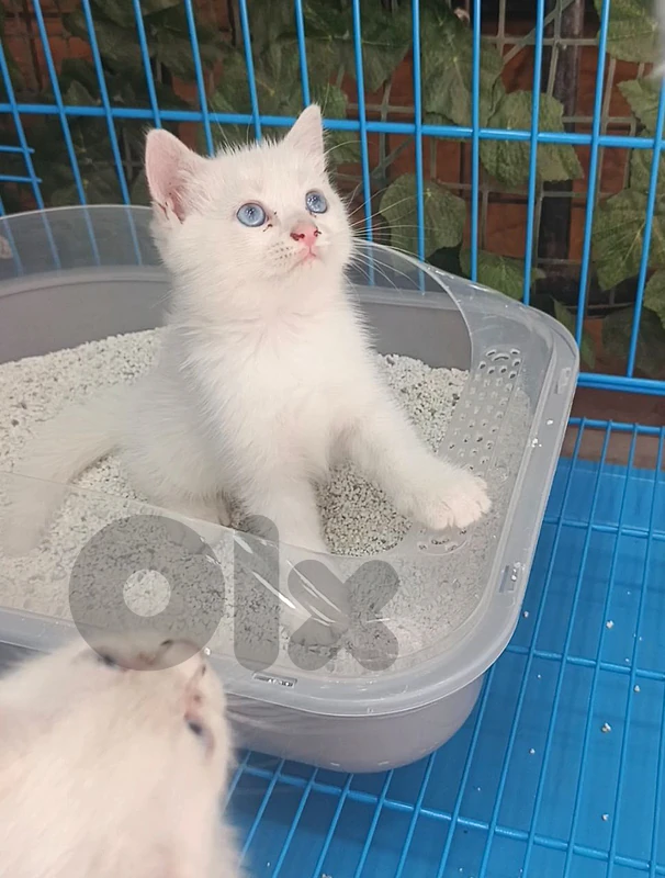 Turkish Angora