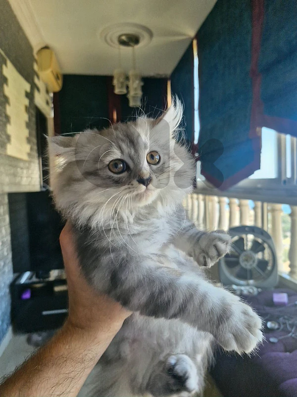 persian kitty