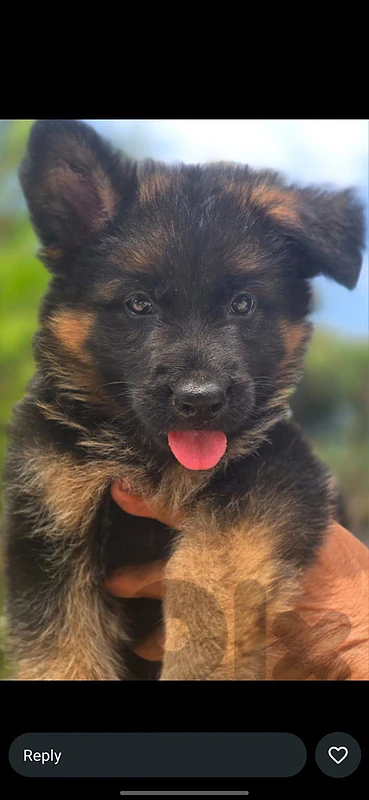 Male german puppy shepherd