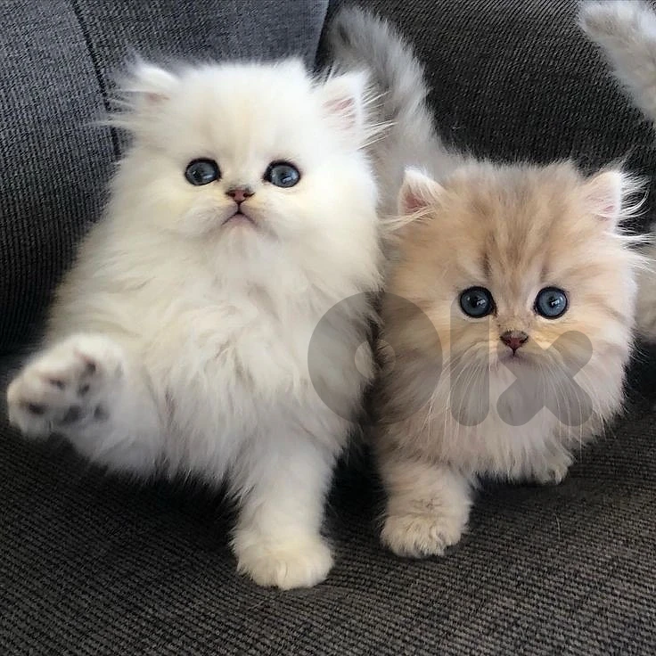 kittens persian pure 81686679