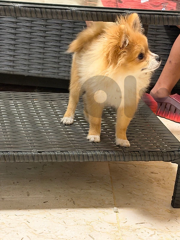 Pomeranian dog
