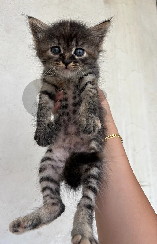 🐾 Looking for a loving home for my cats