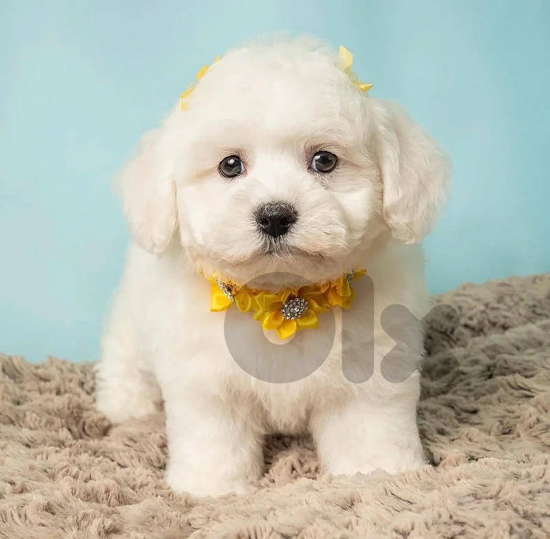 Bichon Maltese Puppy