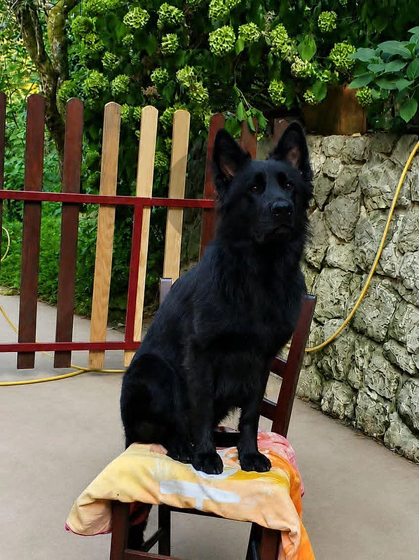 black German shepherd
