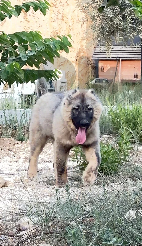 caucasian shepherd female puppy