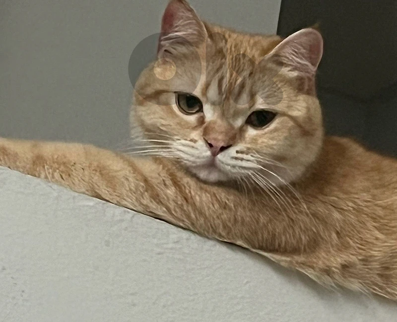 male cat one year old
