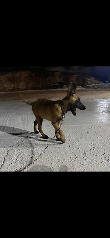 malinoi