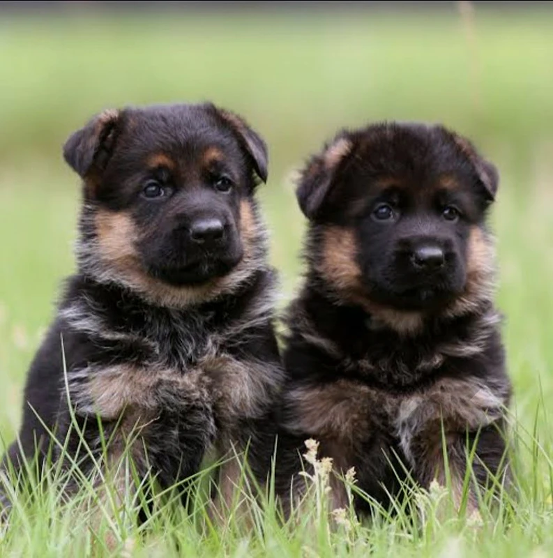 German shepherd short hair