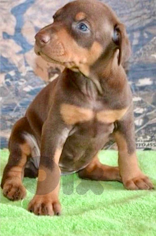 Unique Chocolate Dobernan puppy available in store & delivery