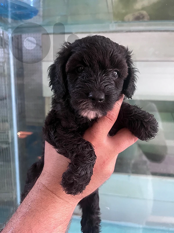 MALTIPOO