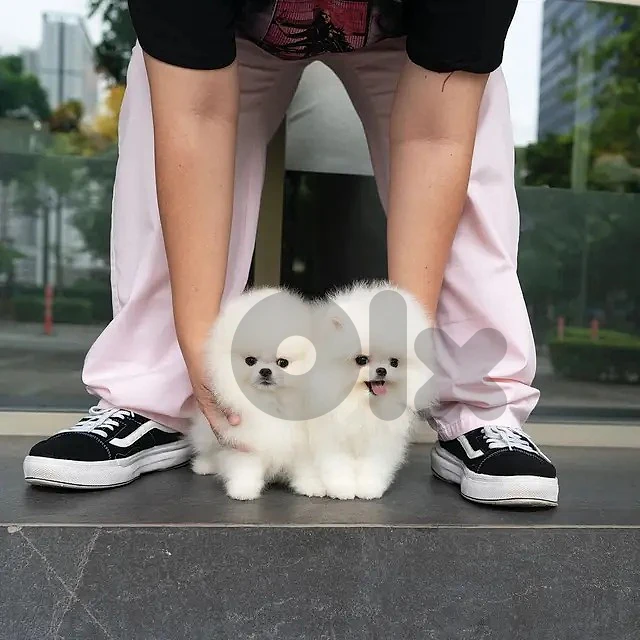Pomeranians For Adoption Whatsapp +971 56 925 0189