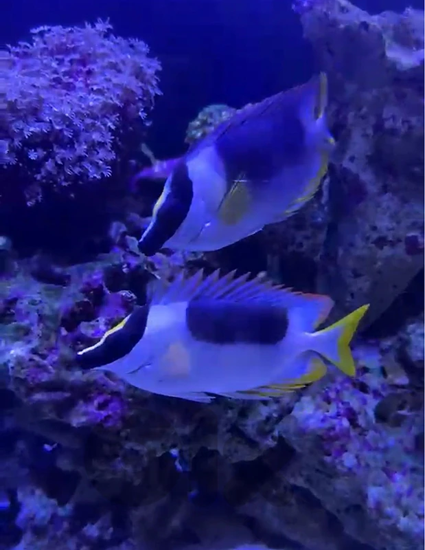 foxface fish