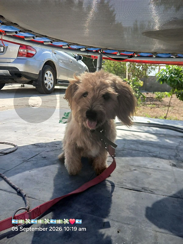 maltipoo